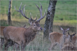 <p>JELEN LESNÍ (Cervus elaphus) obora /Red deer - Rothirsch/</p>